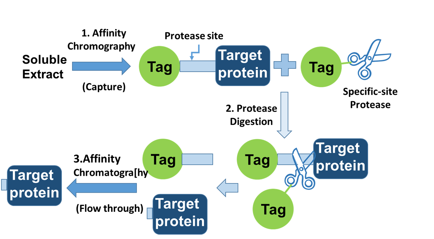 Công nghệ sản xuất protein tái tổ hợp